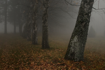 Туманное утро / Осенняя аллея