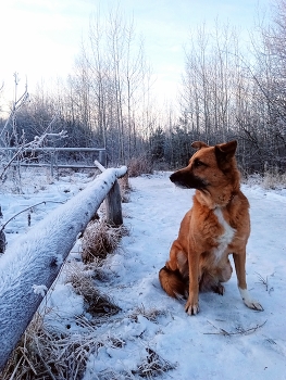 &nbsp; / Морозный день.