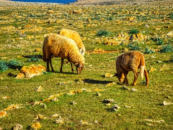 &nbsp; / Punta Nati - ovella menorquina - Menorca (Balears)