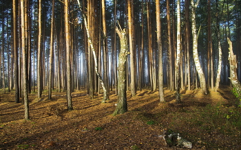 Сюжеты туманного леса / Сюжеты туманного леса
