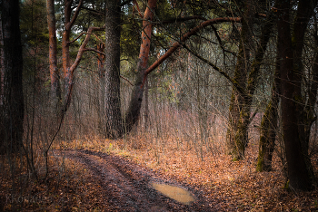 Ноябрь / Ноябрь