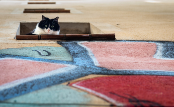 Смотрящий / Мне сверху видно всё