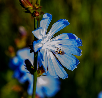 цикорий обыкновенный / краски природы