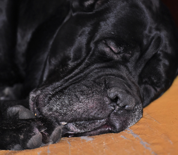 &quot;Храп стоит, собака спит моя ...&quot; / &quot;Ты любишь меня бескорыстно и честно
 И можешь всегда и от всех защитить.
 Ведь ты не знаком ни с изменой, ни с лестью,
 Ты рядом со мной для того, чтоб любить !..&quot;