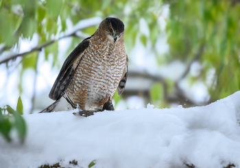 Cooper's hawk / First snowfall of the season, hawk got American Robin
Первый снегопад сезона, ястреб поймал Странствующего дрозда