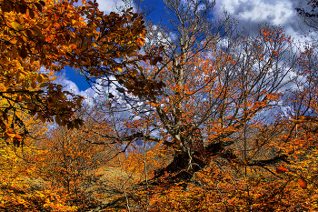 Осень в буковом лесу / Крым, Демерджи