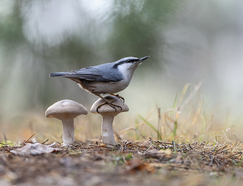Картинка из леса / ***