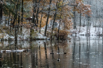Припорошило.......... / Санкт-Петербург. Осиновая Роща. Октябрь