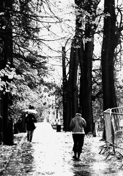 Дождливый денек / ***