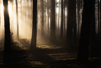 В утреннем свете / В утреннем свете