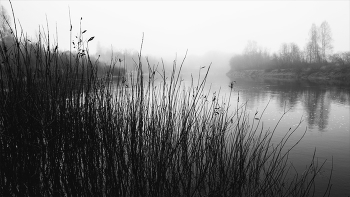 Жизнь вокруг / ***