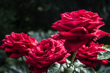 В блеске дождинок) / ***