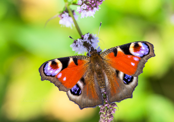 Дневной павлиний глаз. / ***