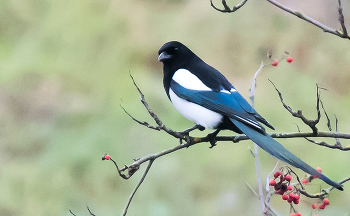 Сорока - осторожная птица. / ***