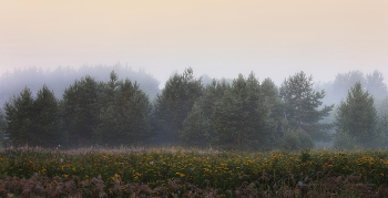 Разнотравье / Утренний туман на опушке
