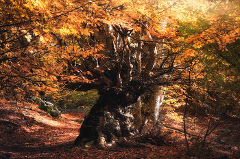 &nbsp; / Древний исполин.