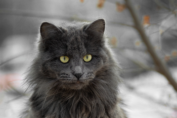 &quot;Из табакерки&quot; / Молодой дворовый кот - Нибелунг.