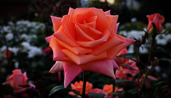 В Монастырском саду. / Благолепие.