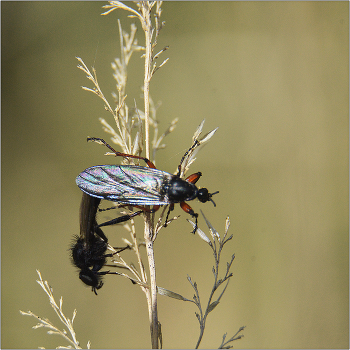 Соблазн. / Брачные игры насекомых в весеннее время. (Мошка черная).