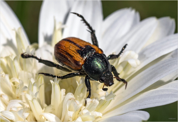 &nbsp; / Хлебный жук, или Кузька хлебный, или Кузька посевный (Anisoplia austriaca)