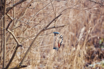 Последний пир осени.. / Вот и уходит ноябрь и кажется, каждая улетающая стайка уносит с собой по горсти солнечного лета, оставляя в воздухе лёгкое, почти ласковое чувство прощания. Что-то красивое прилетело на завтрак и стало вдохновением нарисовать красивую историю..