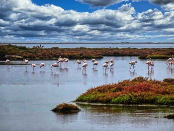 &nbsp; / Delta de l'Ebre - Llacuna de la Tancada (flamencs) - Montsià