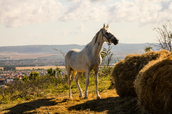 Не запах сена / ***