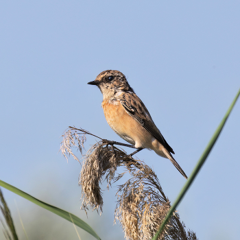 Черноголовый чекан / ***