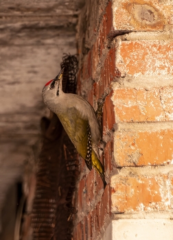 В зеленом наряде .... / Седой дятел (Picus canus). Птицы Сибири.