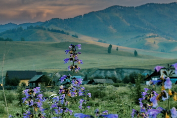 Полевые цветы / *Горный Алтай.**