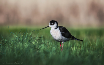 Задумчивый / Вышел кулик ходулочник на лужок около водоема и что-то призадумался...