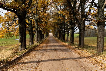 Дубовая грунтовка / ***