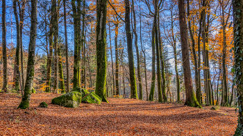 &nbsp; / herbstlicher Buchenwald