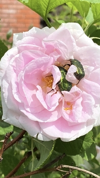 Июньский жук / Июньский жук прилете, сказки солнечные спел. Жу-жу-жу, жу-жу-жу ничего я не пойму…
