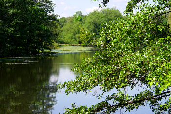 Нижний Кузьминский пруд / Нижний Кузьминский пруд в Кузьминском парке в Москве. Май 2024.