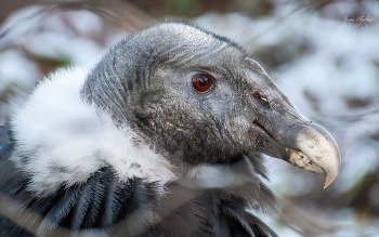 Андский кондор / просто фотка