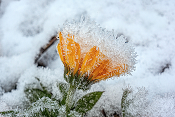 Запоздалые цветы. / на дворе мороз и снег - а тут цветы