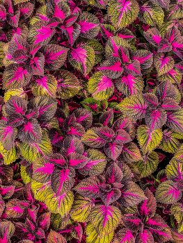 Зелёно-розовый / 2024 / Мобильная фотография / iPhone 13 Pro