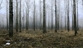 Осинник / .....