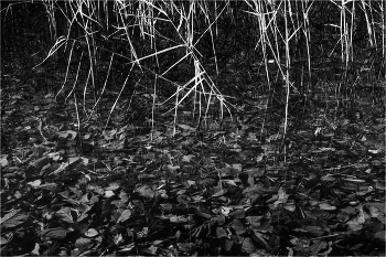 однодольные vs / двудольные