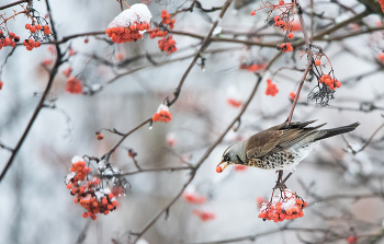 Рябина зимой - сладкая! / ***