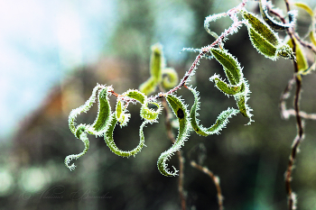 Ива извилистая / Первый мороз ноября