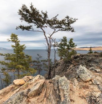 Природный бонсай / Природный бонсай представляет собой уникальные деревья, которые можно увидеть в естественной среде обитания. Корни таких растений, стремясь найти влагу и питательные вещества, проникают глубоко в трещины и расселины скал.