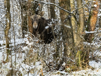 По первой пороше. / ***