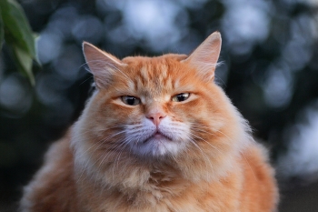 &quot;Василий Карленович&quot; / Сегодня при постобработке с опцией «суперразрешение» испробовал новую версию Camera Raw 7.0. Новая версия Camera Raw 7.0 позволяет улучшить качество изображений, делая их более чёткими и детализированными. Это может быть особенно полезно при работе с фотографиями, сделанными в условиях недостаточного освещения или с низким разрешением. Технология суперразрешения помогает увеличить резкость и чёткость изображения, сохраняя при этом естественные цвета и оттенки. С суперразрешением: (10368 x 6912, 28,6 МБ — без сжатия файла). Без суперразрешения: 5184 x 3456, 14,9 МБ.
Правда, с таким разрешением вся постобработка заняла в два раза больше времени, порядка 30 минут. Всё происходит медленней, чем при обычной постобработке. И это при 12-ядерном процессоре. В общем, получился супер-кот. Стал загружать работу, не тянет сайт такое разрешение, пришлось сжимать.