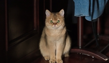 Сафрон / Кот