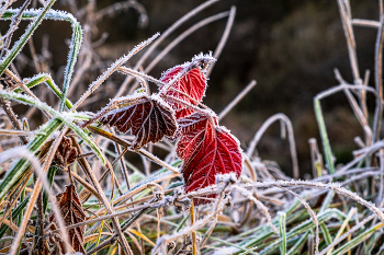 Осенние цвета. / ***