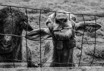 двое из ларца / просто фотка