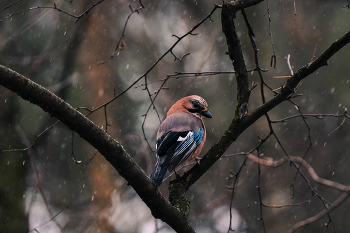 Сойка / Птица сойка