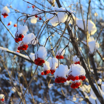 Калина примерила зимний наряд / После мрачных дней выпал снег и засияло солнце,
все кустарники в снежных шубах